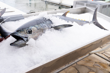 Atun Obesus patudo Azores, Tuńczyk obesusu patudo big eye cała sztuka, waga 50-180kg