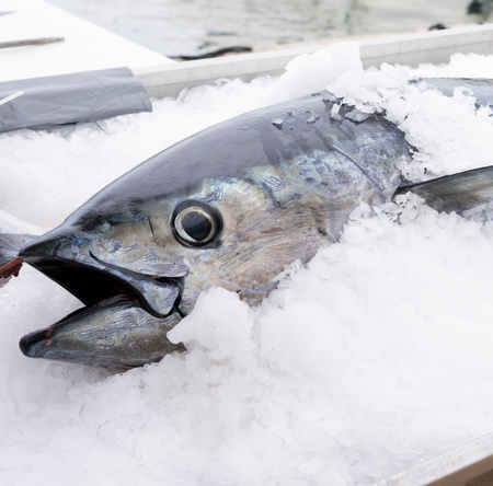 Atun Obesus patudo Azores, Tuńczyk obesusu patudo big eye cała sztuka, waga 50-180kg 