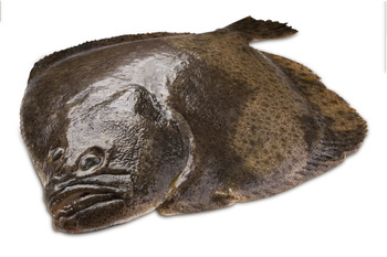 Turbot 0.3- 0.4 kg, Box 6 kg