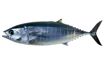 Atun rojo Azores, Tuńczyk blue fin cała sztuka, waga 110-160kg