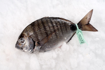 Sargus Biała Dorada, Sargo Capote 1-2kg, BOX 4/6kg