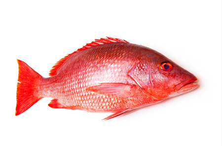 Red Snapper G&G, Box 5 kg