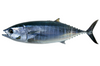 Tuńczyk Bluefin tusza 80-150kg. Hiszpania