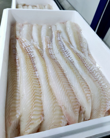 Dorsz Atlantycki filet, bez skóry, 600-900g, 10kg BOX